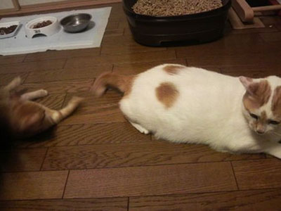 はっち&ちび3