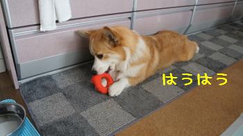 格闘ちぅ