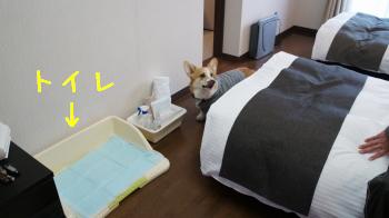 21このトイレが・・・