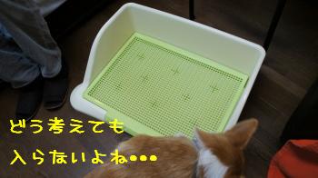 6敗因はこのトイレ。
