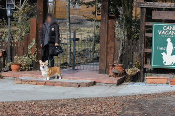 Field Dogs Garden