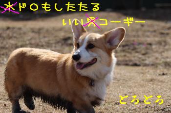 ある意味トライカラー