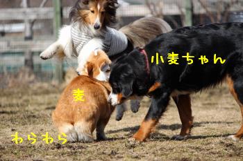 シェルティーちゃん乱舞