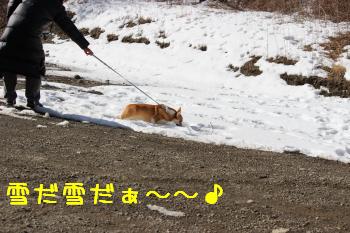 やっぱり。