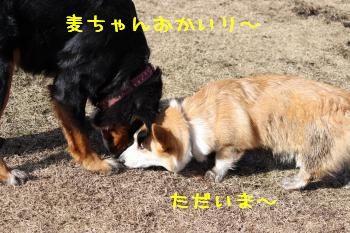 小麦ちゃんお迎えに♪