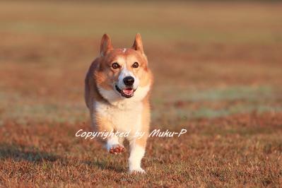 IMG_0074_20111113.jpg