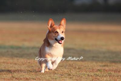 IMG_0080_20111113.jpg