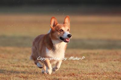 IMG_0082_20111113.jpg
