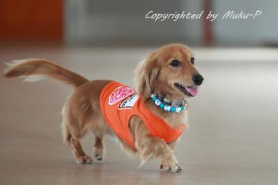 IMG_8950_20110925.jpg