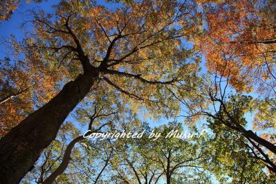 IMG_9913_20111029.jpg