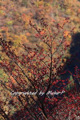 IMG_9968_20111028.jpg