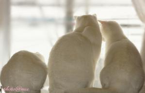 DSC04127-1.jpg