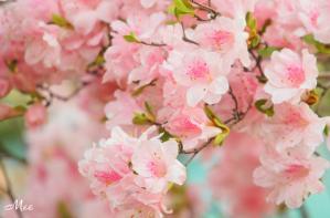 ashifuji23