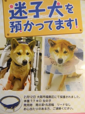 チラシ