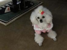 moblog_5bd839a8.jpg