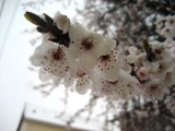 aaIMG_4201.jpg