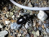DSC00792S.jpg