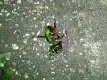 DSC01213.jpg