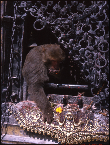monkey