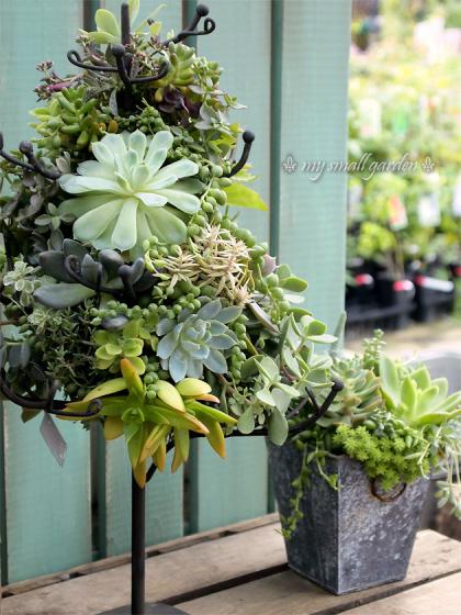 フローラ黒田園芸 寄せ植え