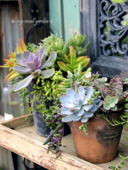 フローラ黒田園芸 寄せ植え