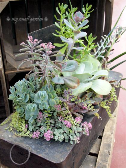 フローラ黒田園芸 寄せ植え