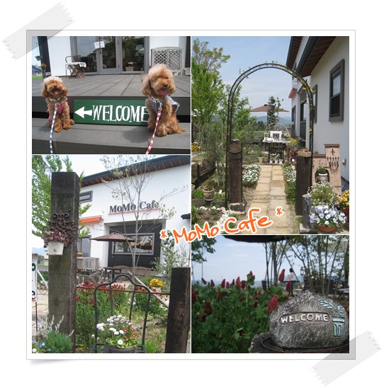 MoMO Cafe1