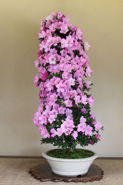 紫苑、樹高110ｃｍ、幹回り11ｃｍ011_2