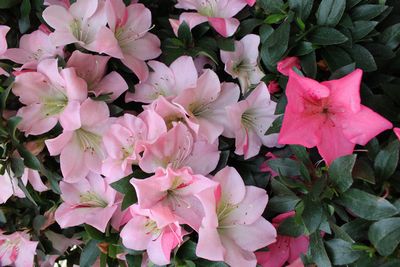 新生IMG_3628_2