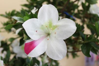紫陽IMG_3341_2