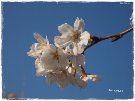0323桜②