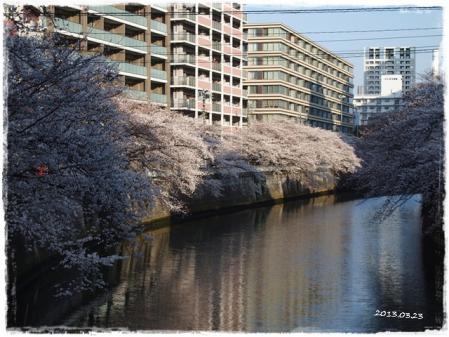 0323桜①