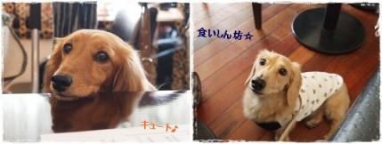 ダックス☆