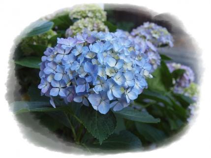 紫陽花0602②