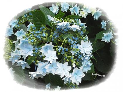 紫陽花0602③