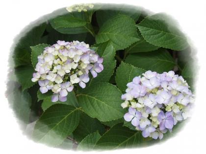 紫陽花0602