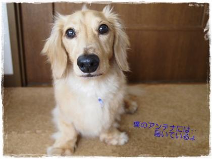 OKだょ