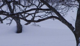 ウサギを探して1 (6)