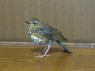 クロツグミ 幼鳥♀ ?