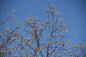 IMG_4766.jpg