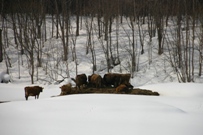 IMG_6036.jpg