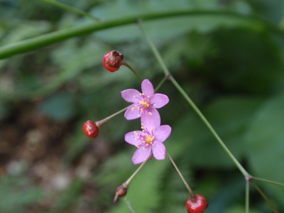 P92129.jpg