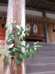 日吉・東本宮18