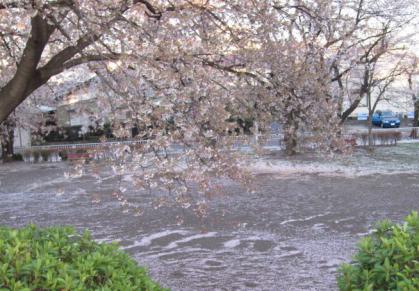 散りいく桜