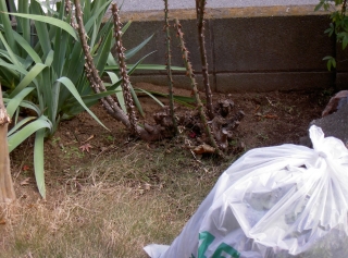 PICT3489.jpg