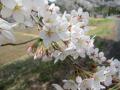 20120429akatani1409.jpg