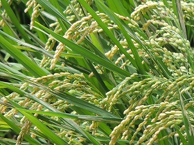 news185992_pho01.jpg