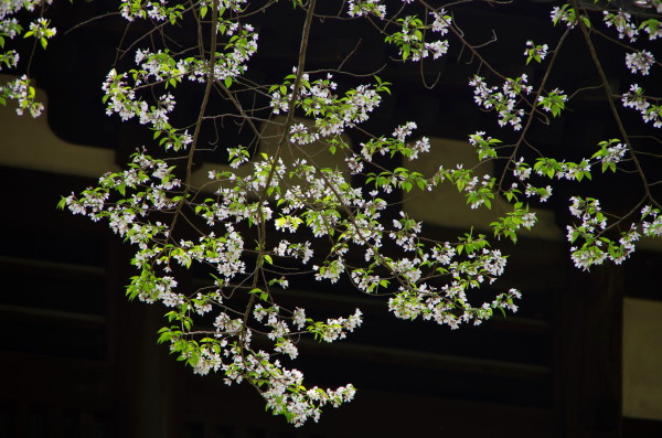 興福寺 桜