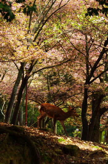 鹿と桜