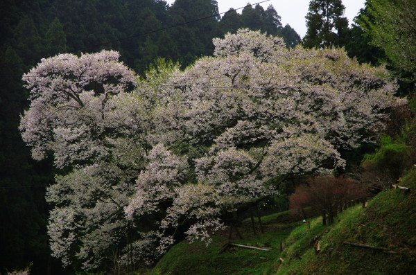 仏隆寺 千年桜遠景4